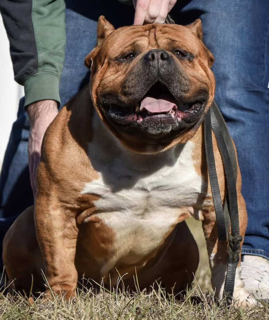Dog Featured Image