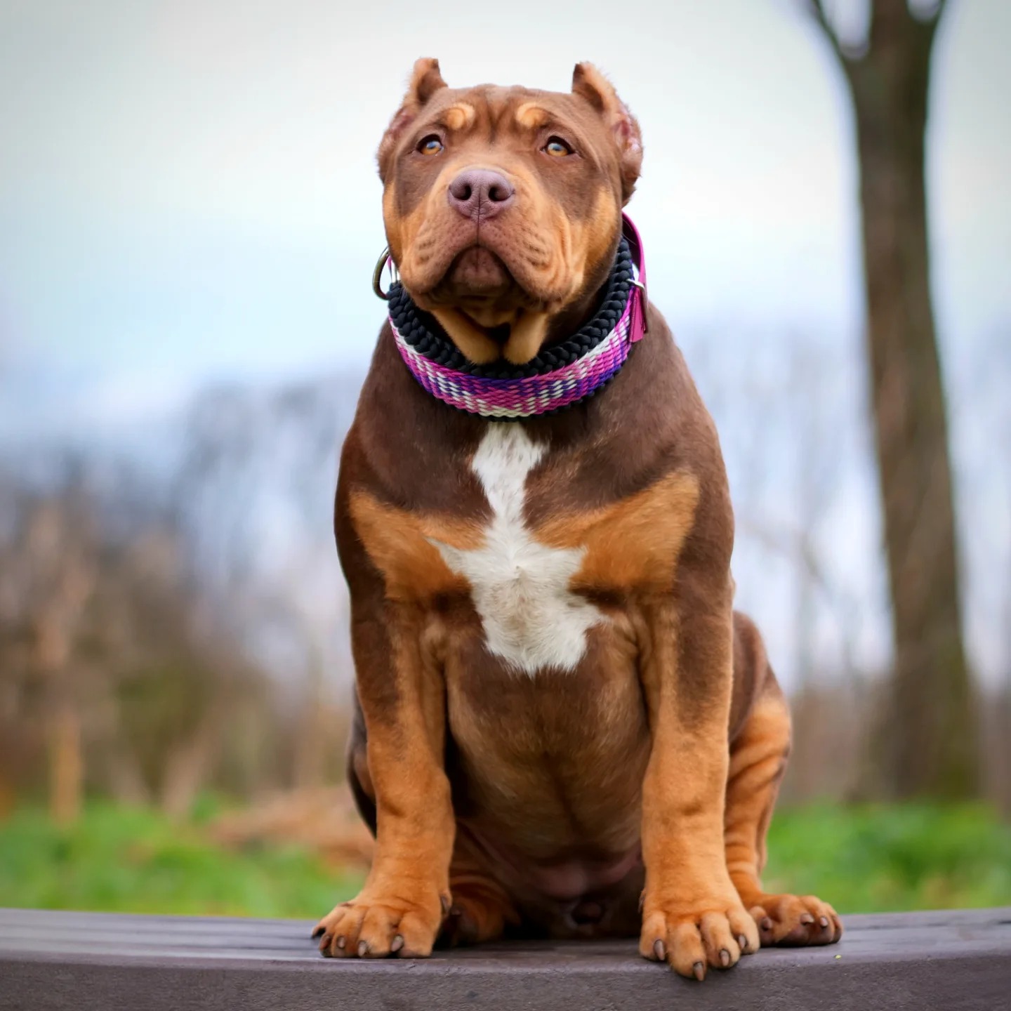 Dog Featured Image