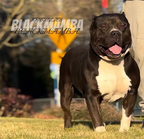 Dog Featured Image