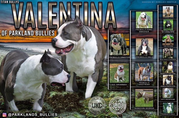 Dog Featured Image
