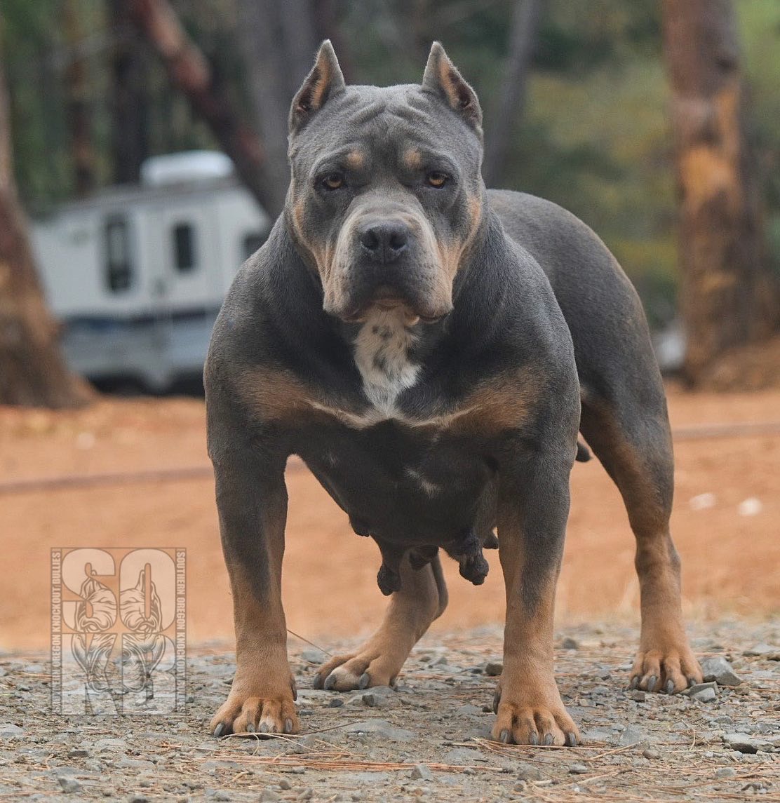 Dog Featured Image