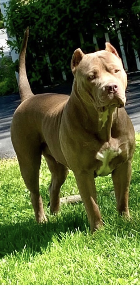 Dog Featured Image