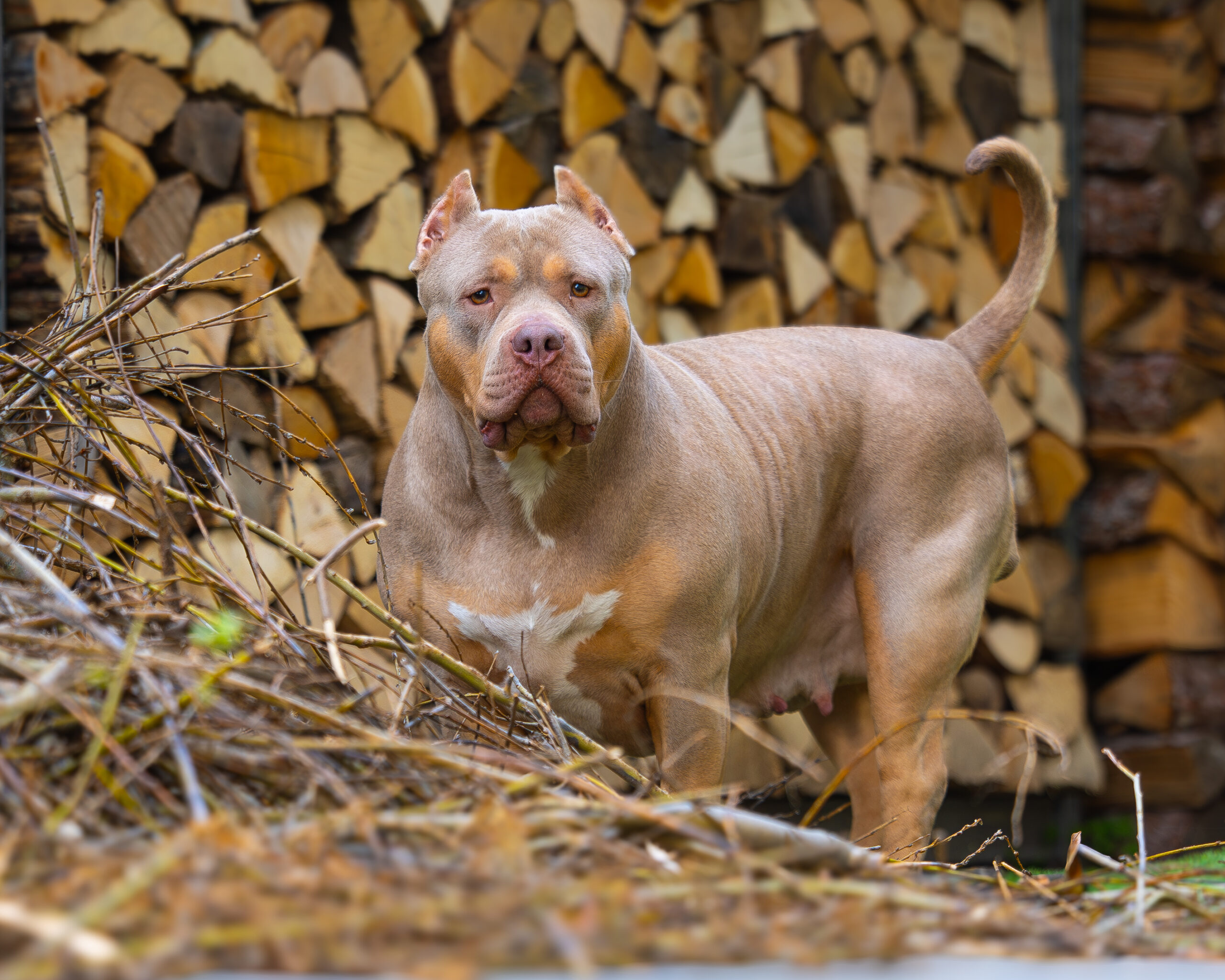 Dog Featured Image