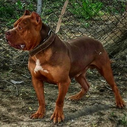 Dog Featured Image