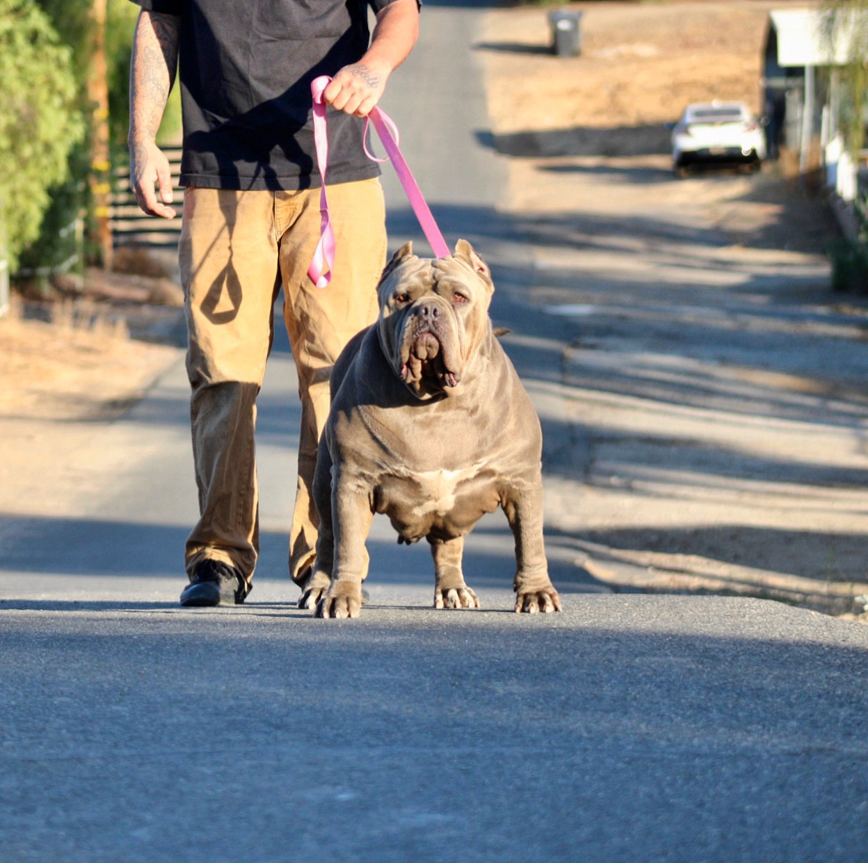 Dog Featured Image