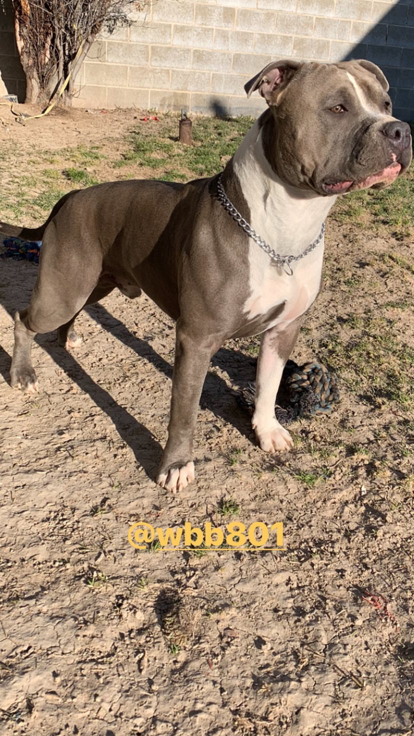 Dog Featured Image