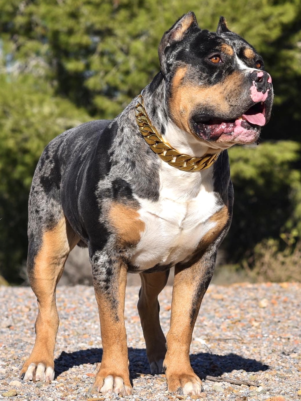 Dog Featured Image