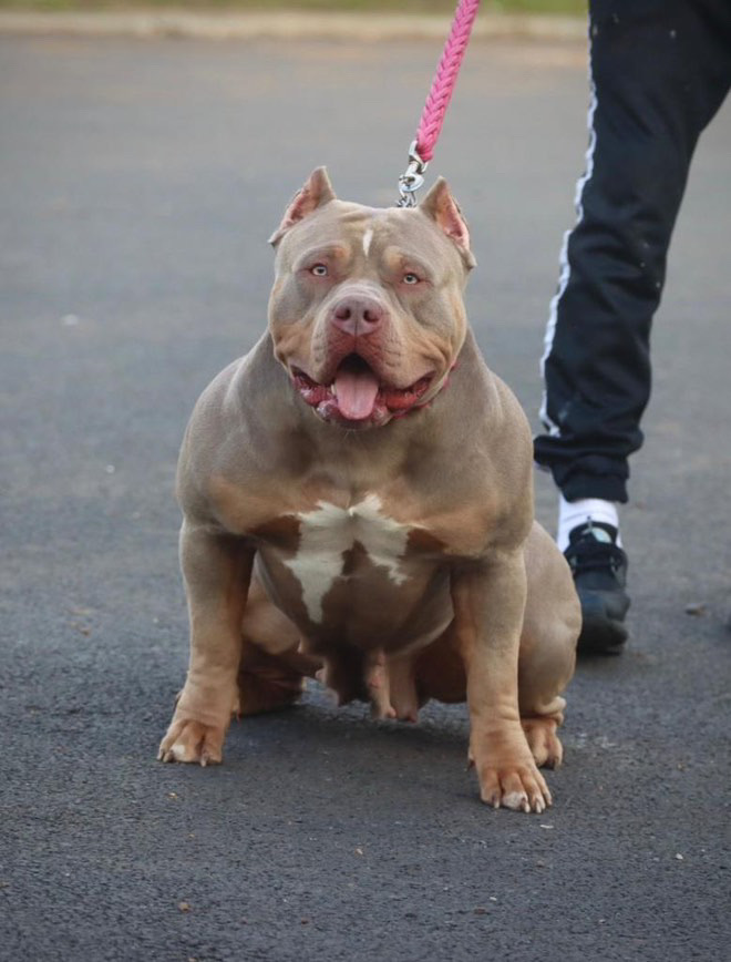 Dog Featured Image