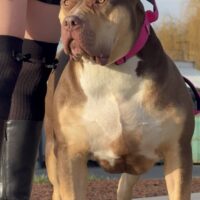 Dog Featured Image