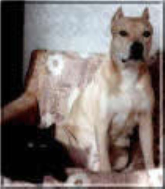 Dog Featured Image