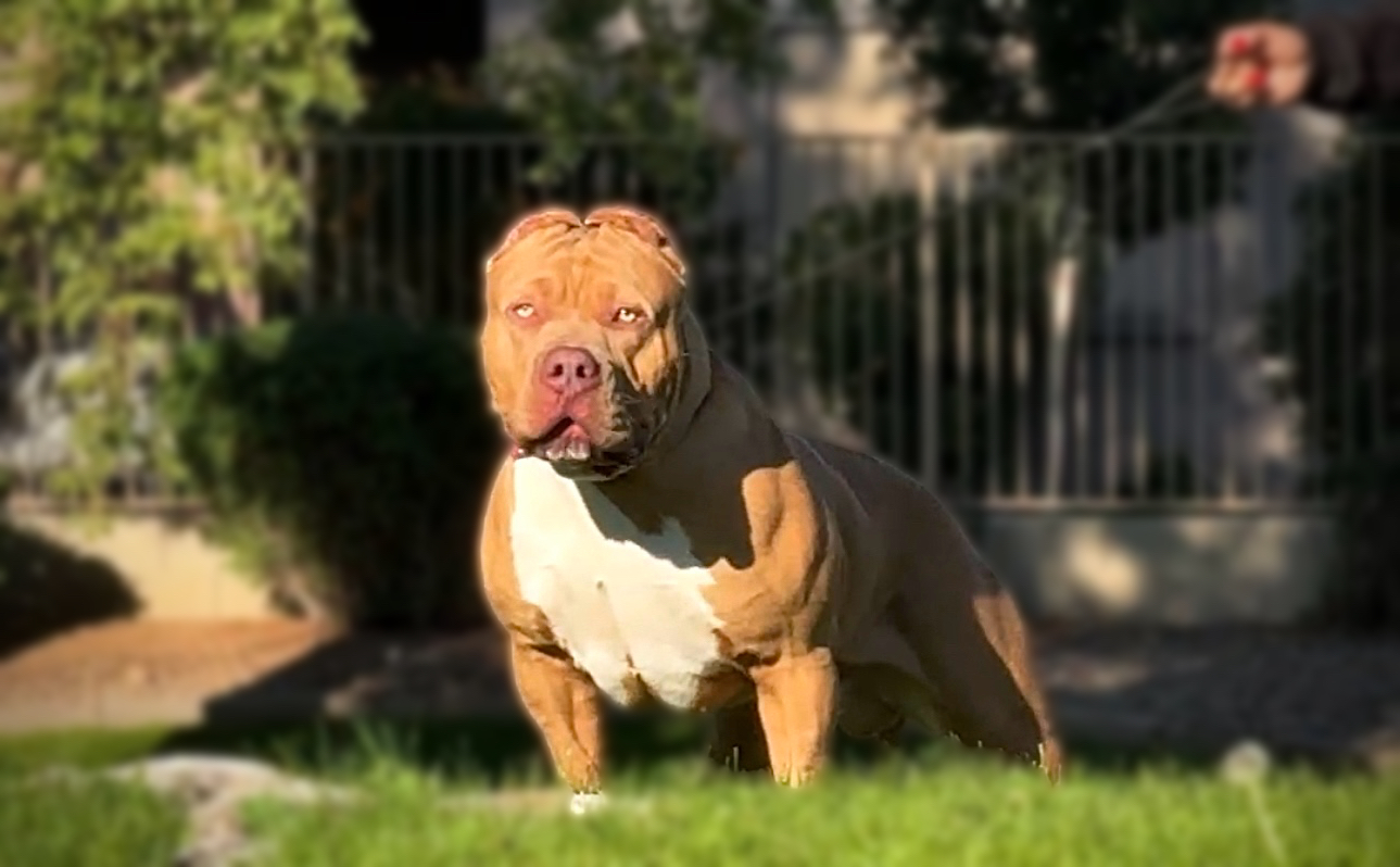 Dog Featured Image