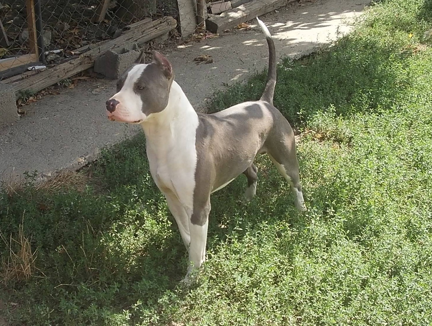 Dog Featured Image