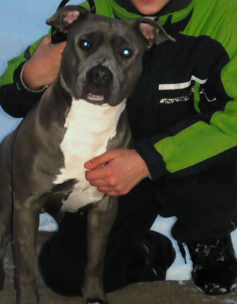 Dog Featured Image