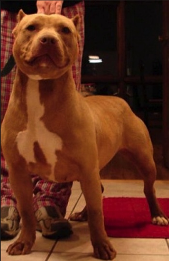 Dog Featured Image
