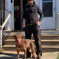 Dog Featured Image