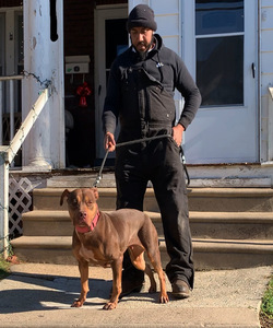 Dog Featured Image