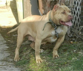Dog Featured Image