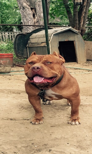 Dog Featured Image