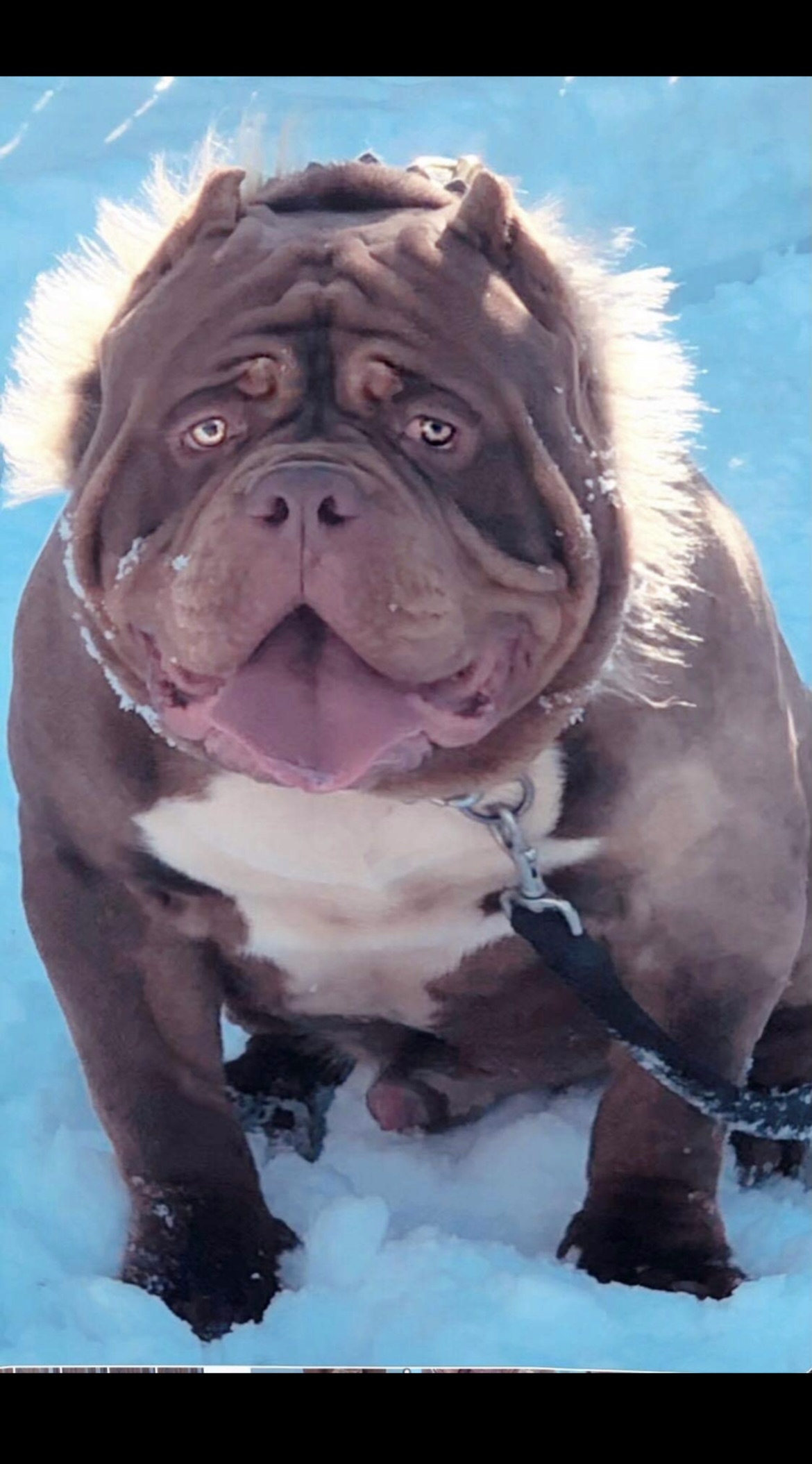 Dog Featured Image