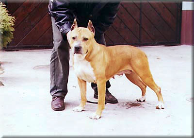Dog Featured Image