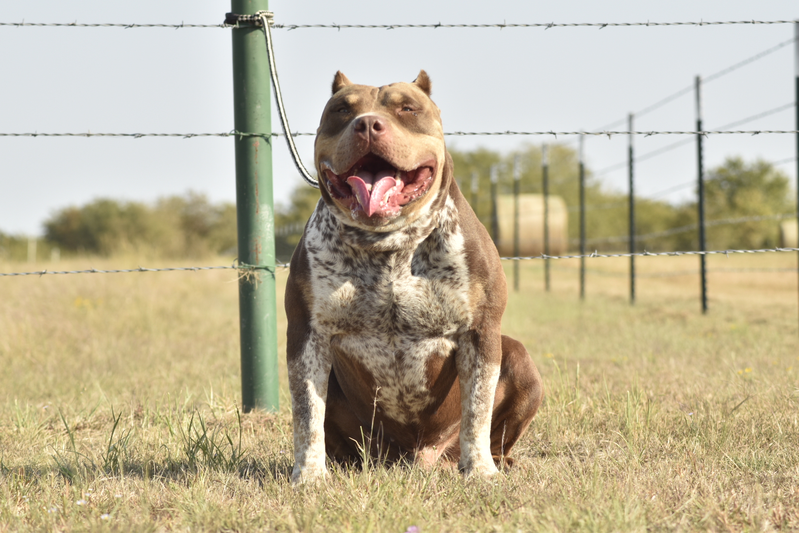 Dog Featured Image