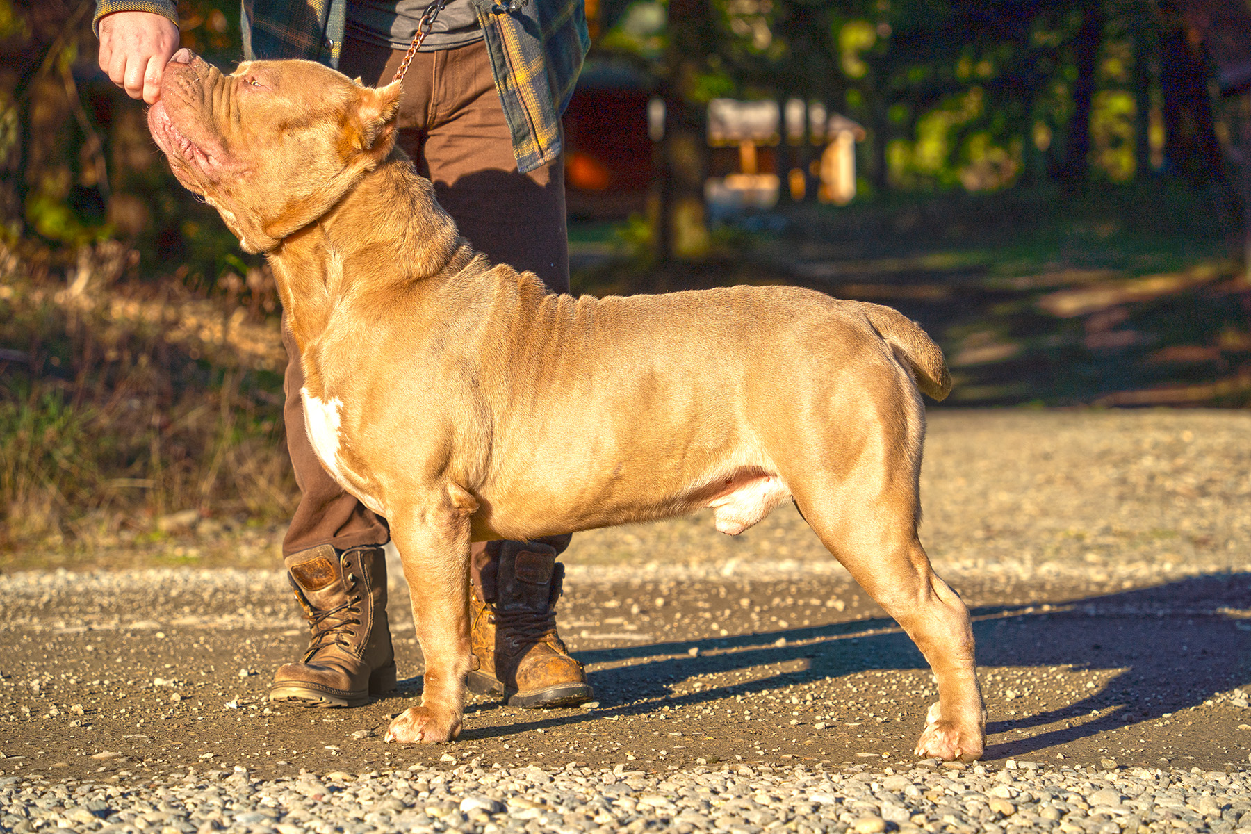 Additional Dog Image
