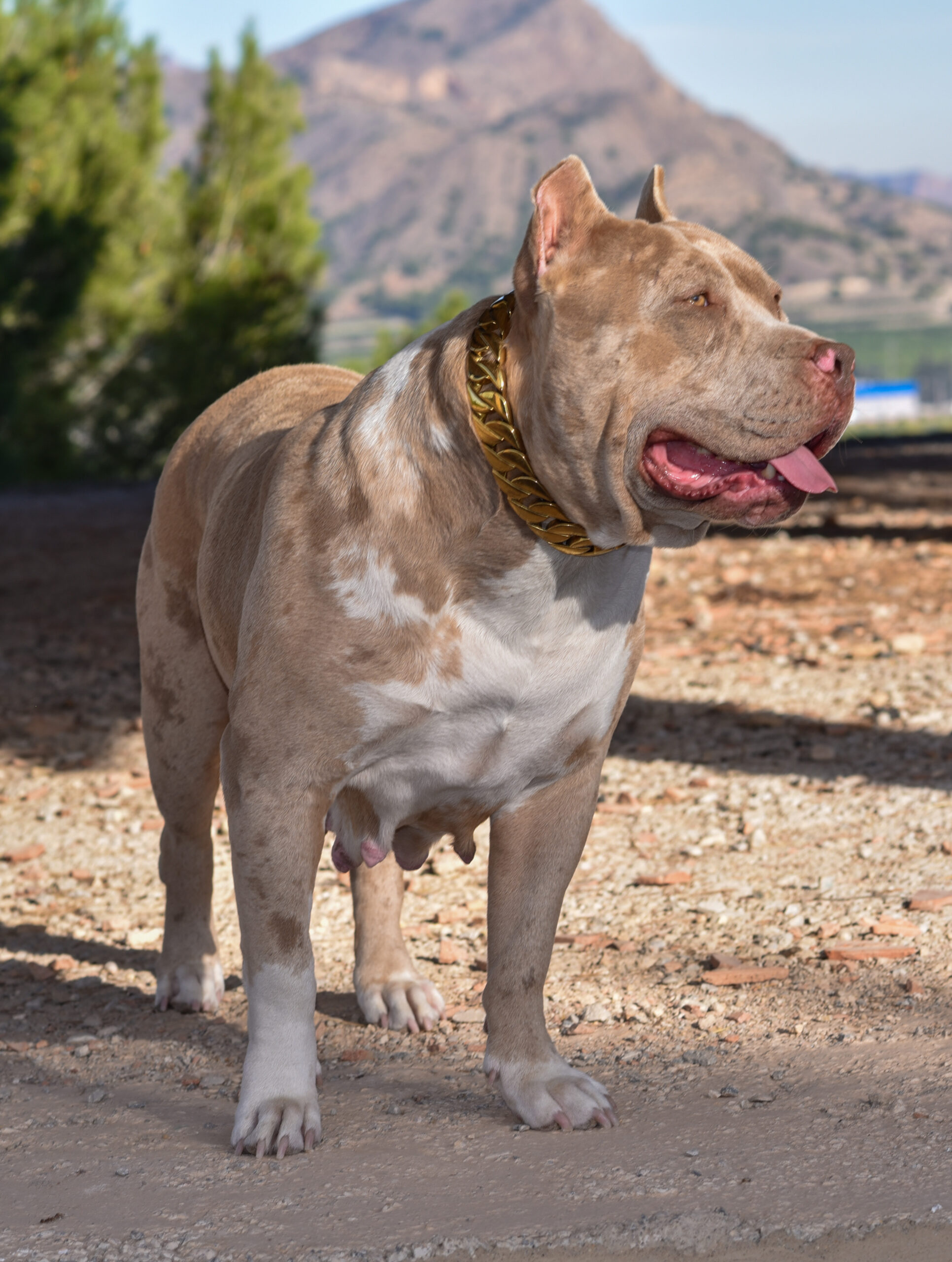 Dog Featured Image