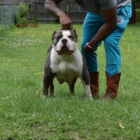 Dog Featured Image