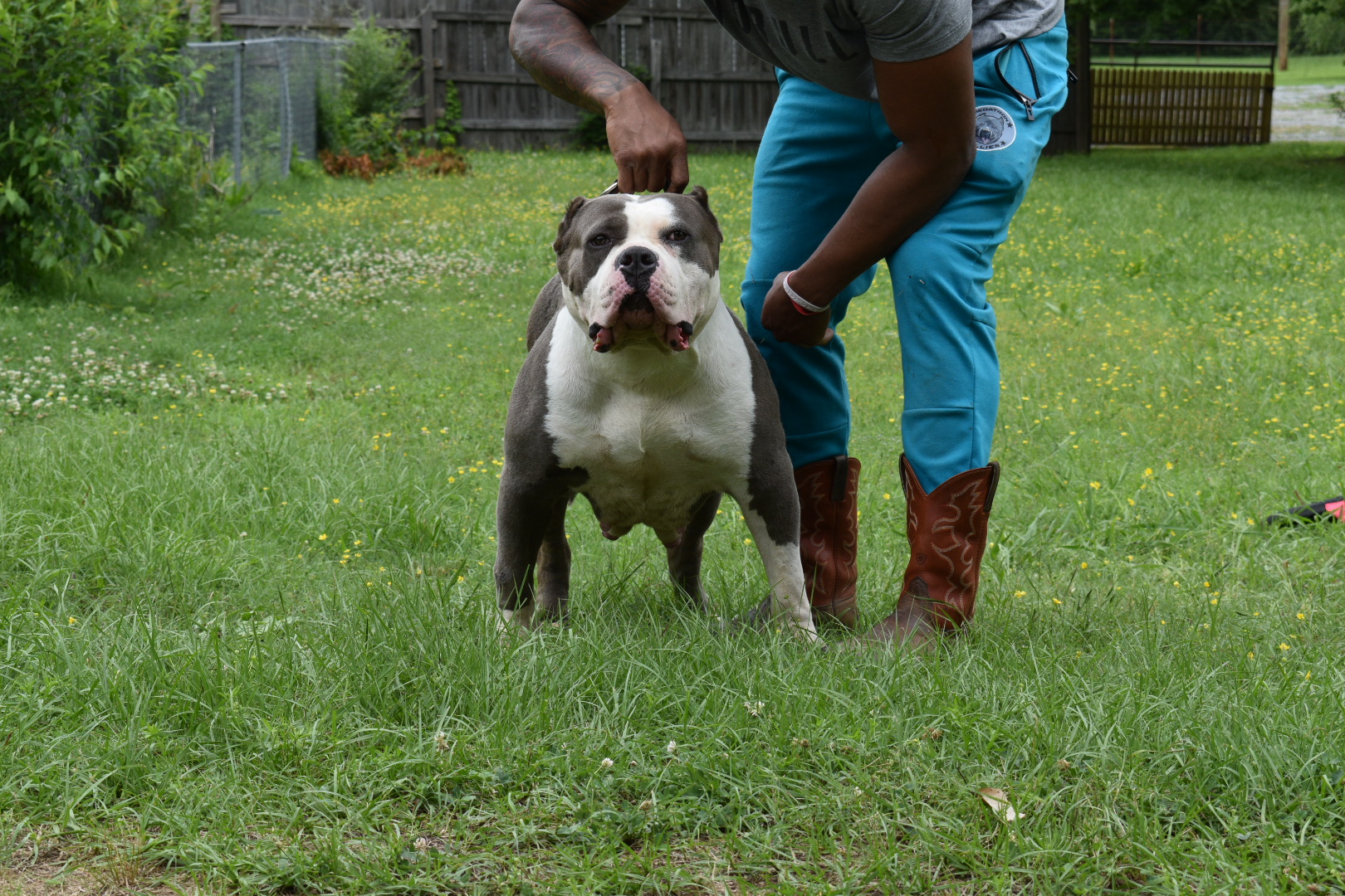 Dog Featured Image