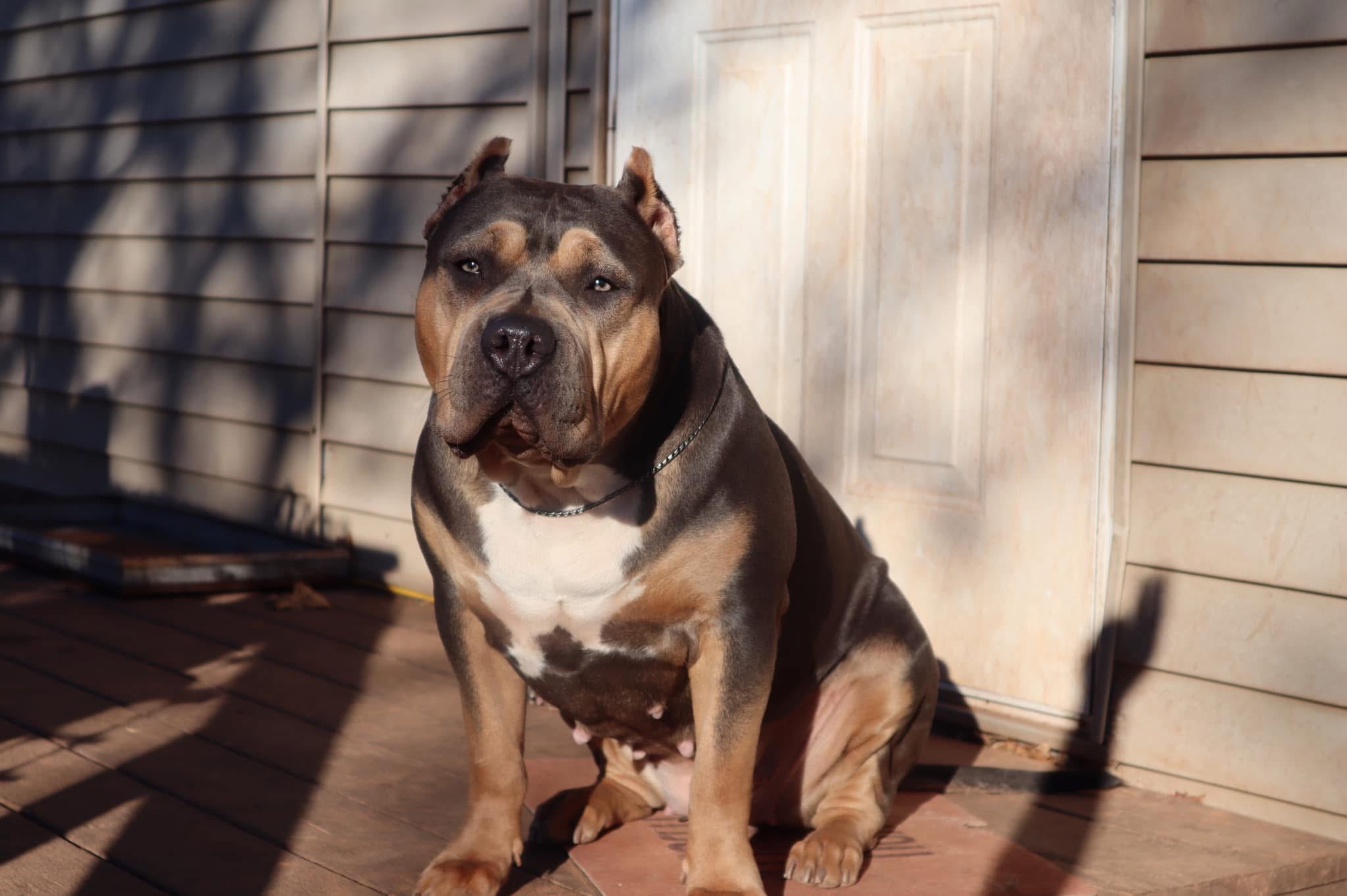 Dog Featured Image