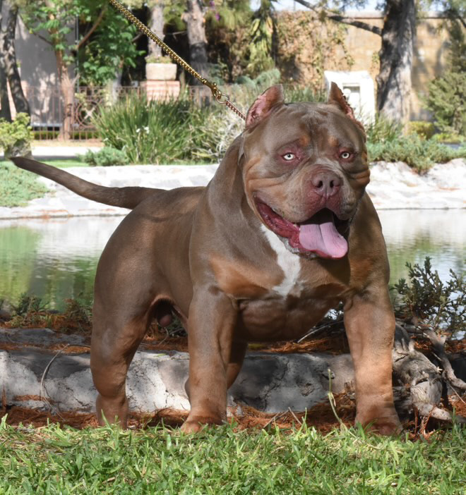 Dog Featured Image