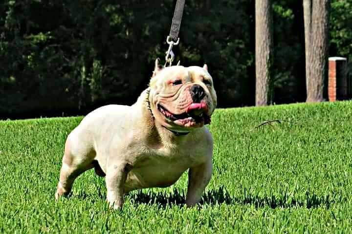 Dog Featured Image