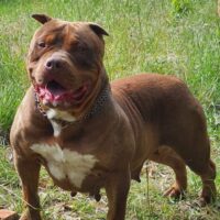 Dog Featured Image
