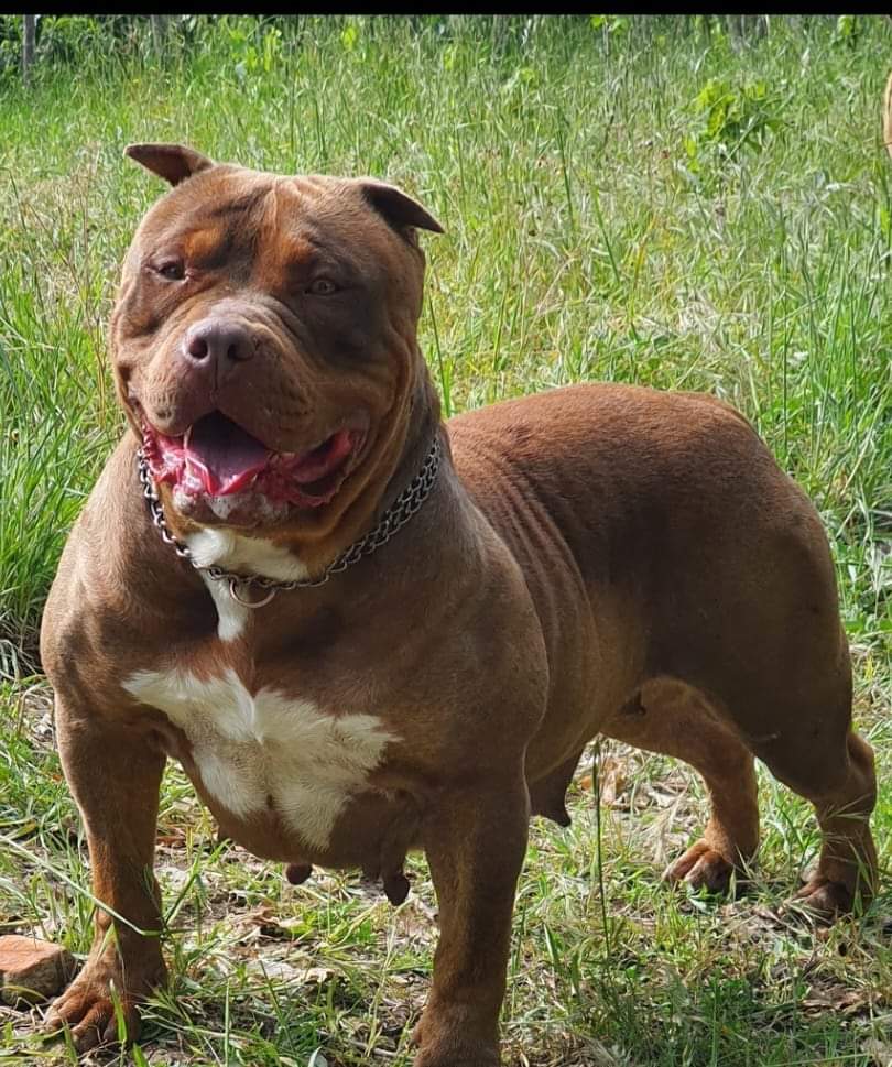 Dog Featured Image