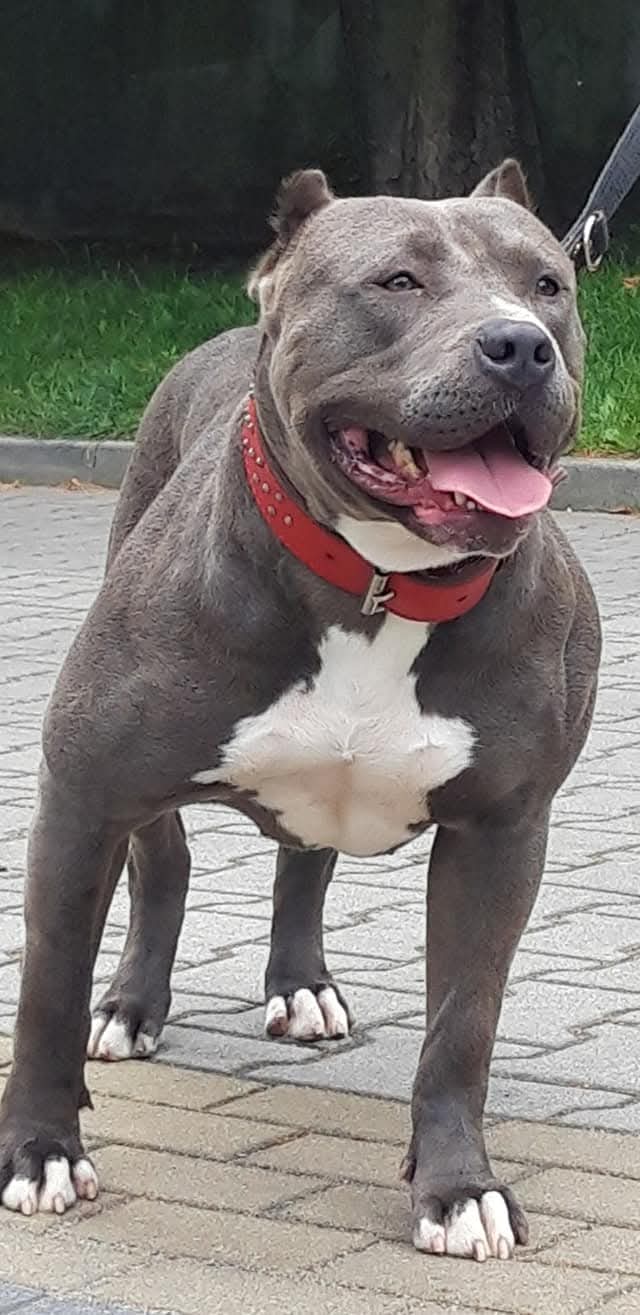 Dog Featured Image