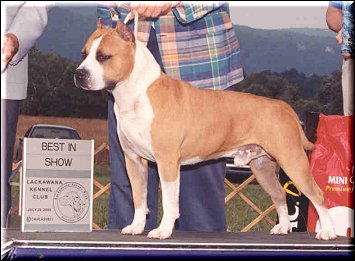 Dog Featured Image