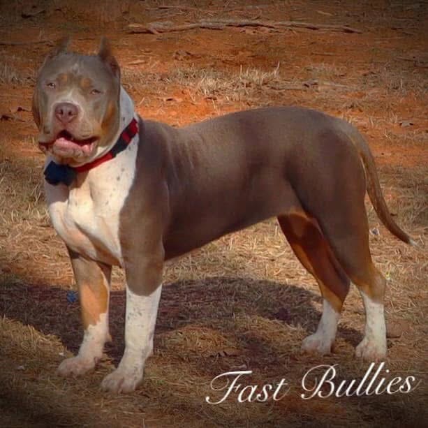 Dog Featured Image