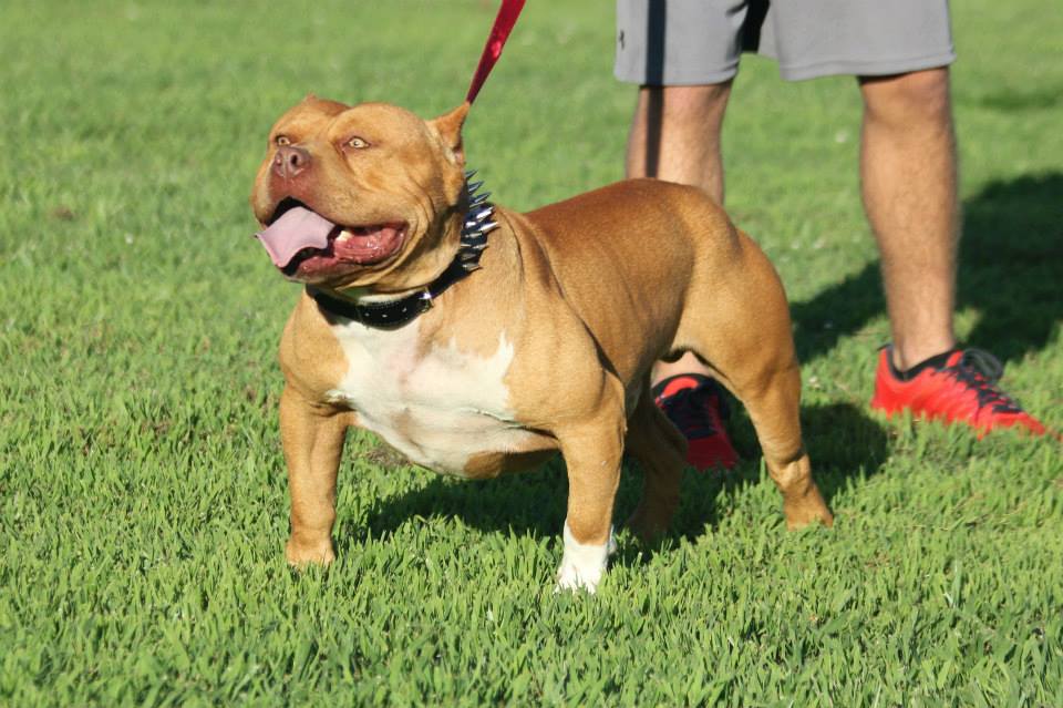 Dog Featured Image