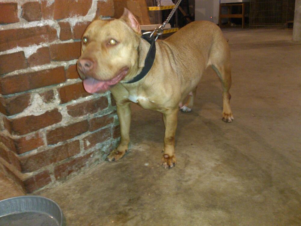 Dog Featured Image