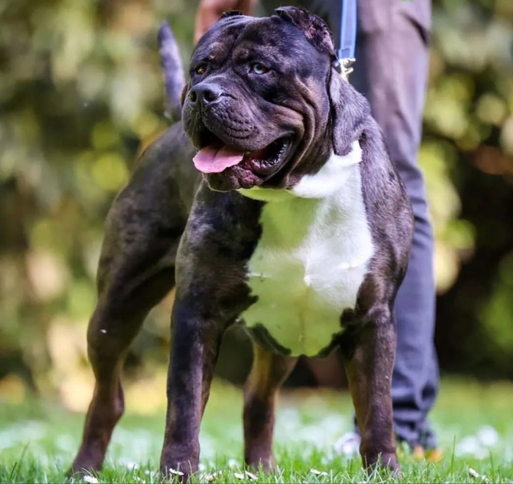 Dog Featured Image