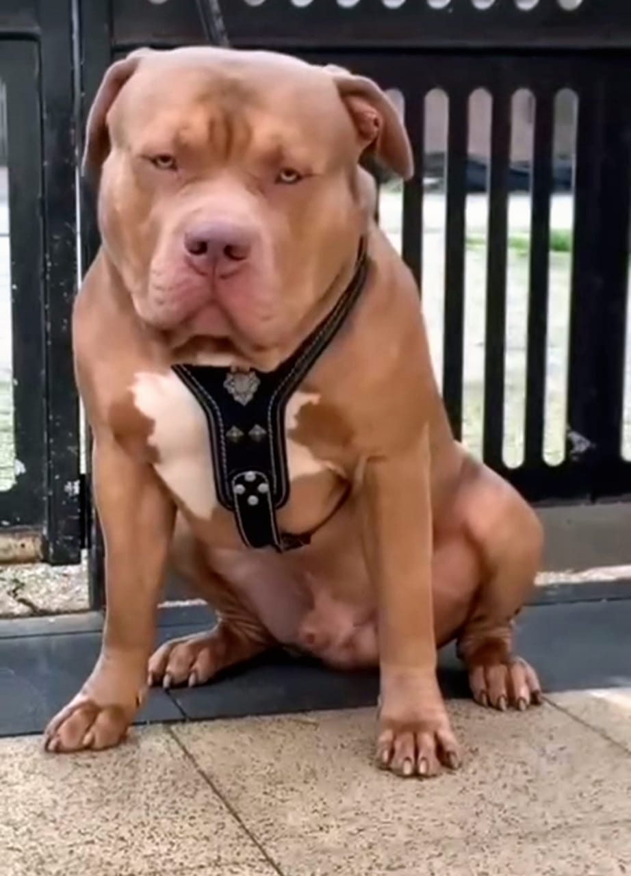 Dog Featured Image