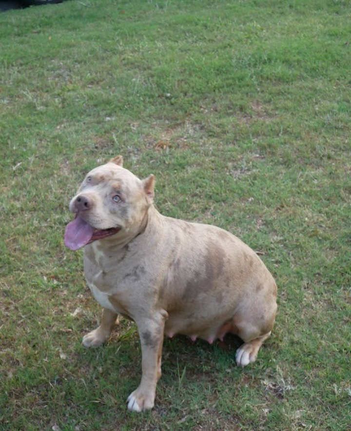 Dog Featured Image