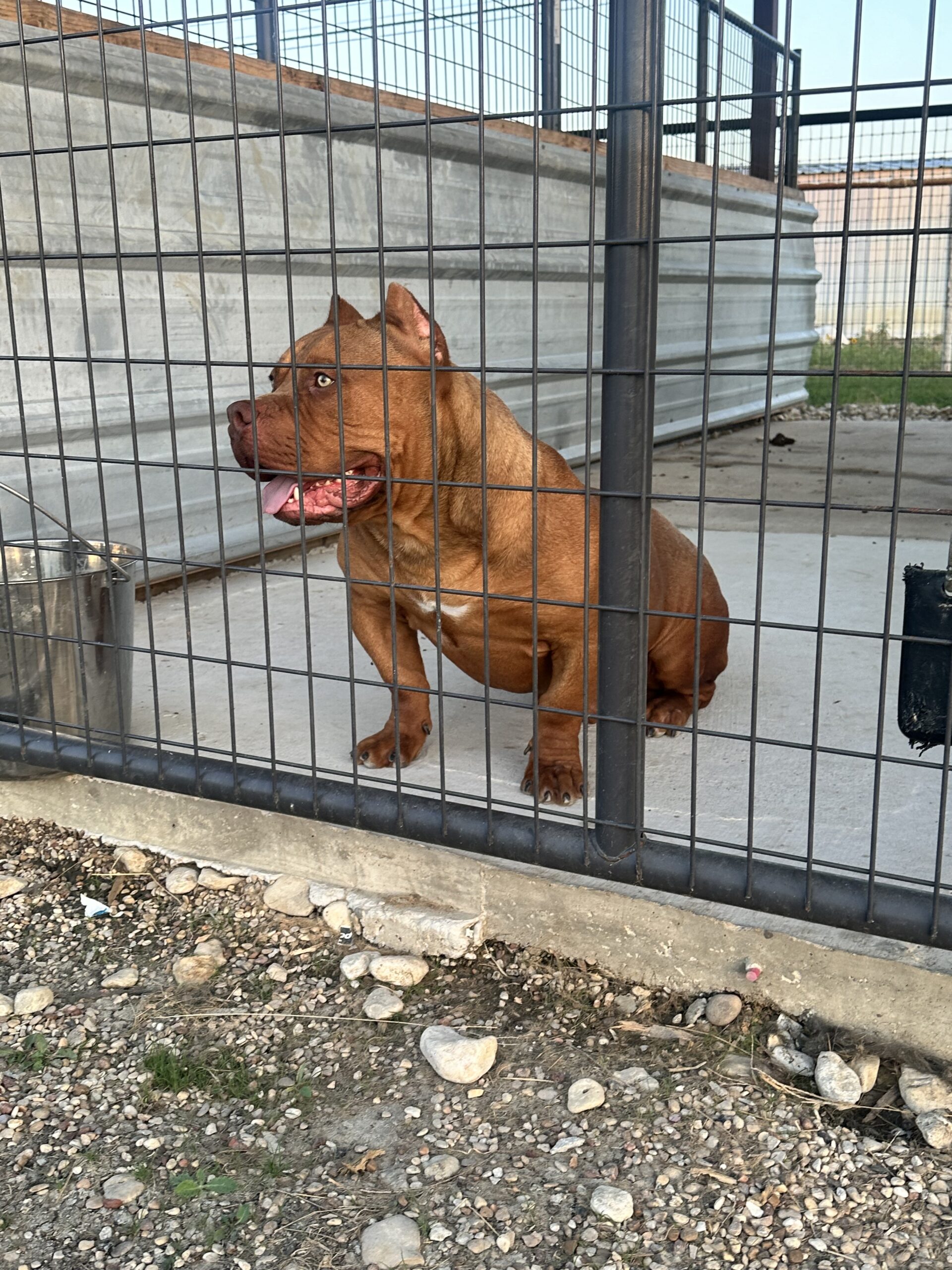 Dog Featured Image