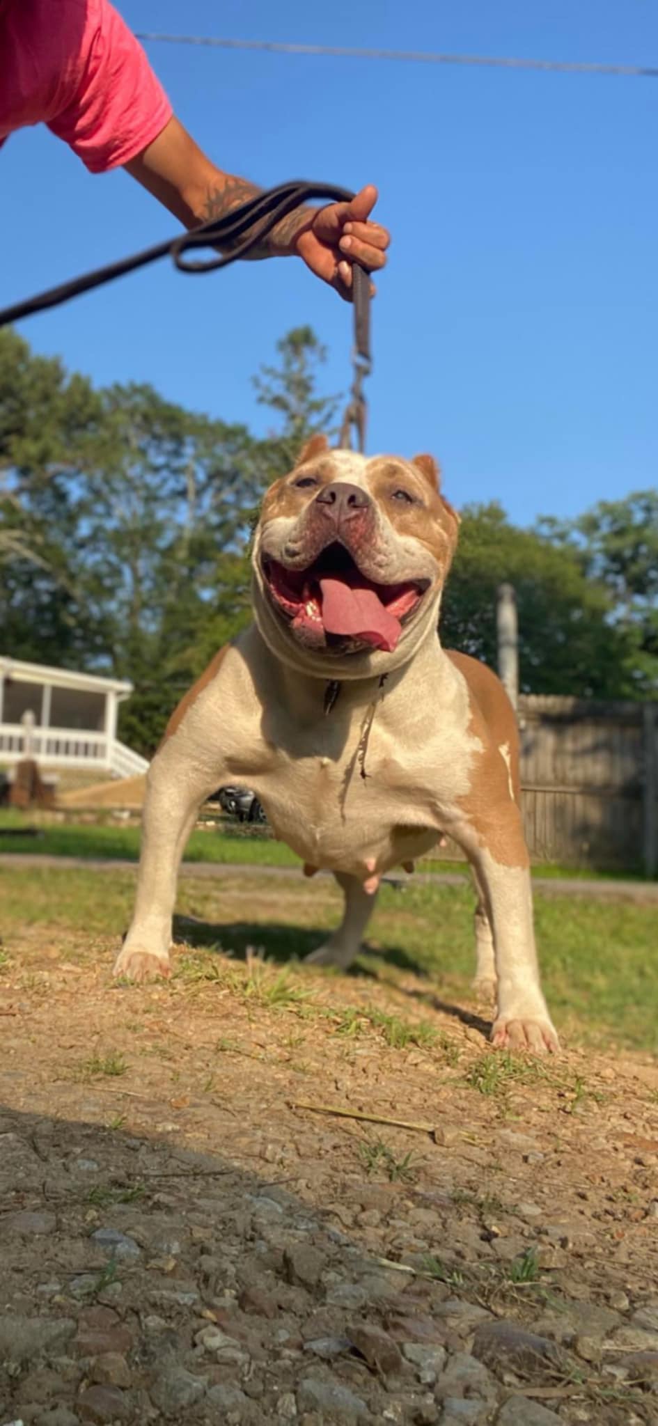 Dog Featured Image