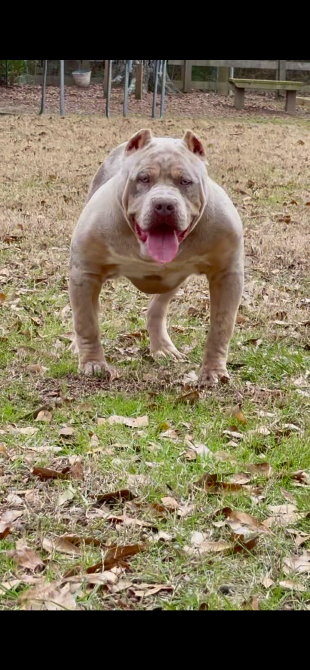 Dog Featured Image