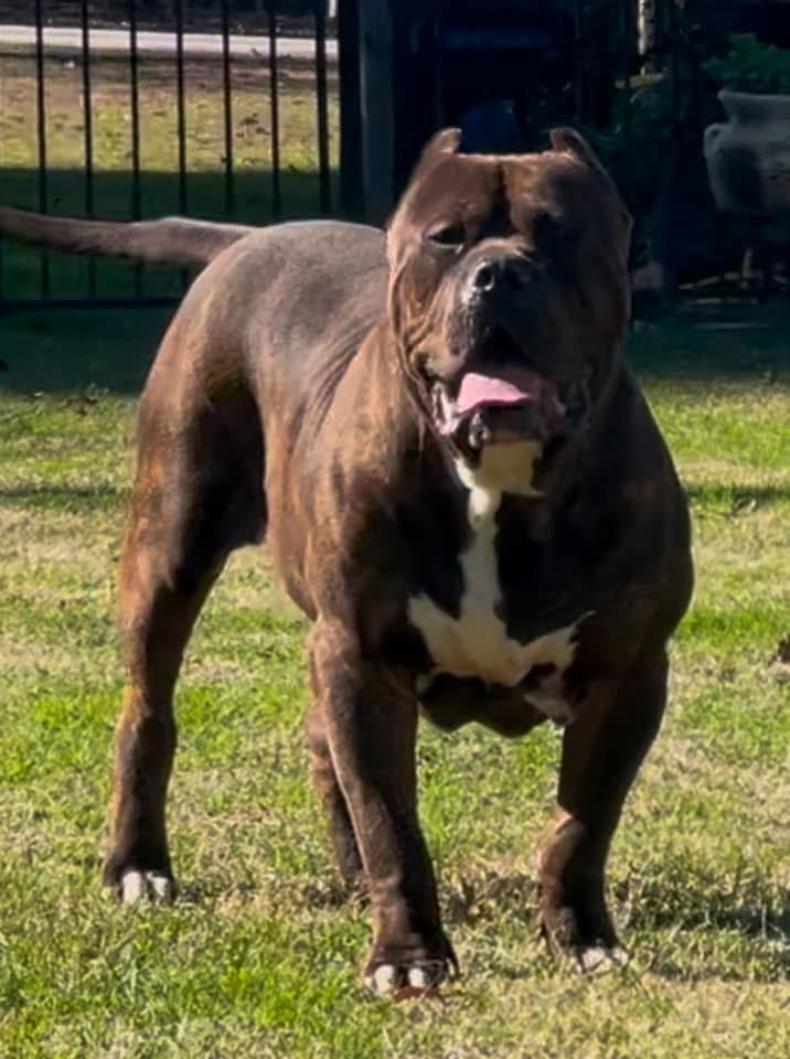 Dog Featured Image