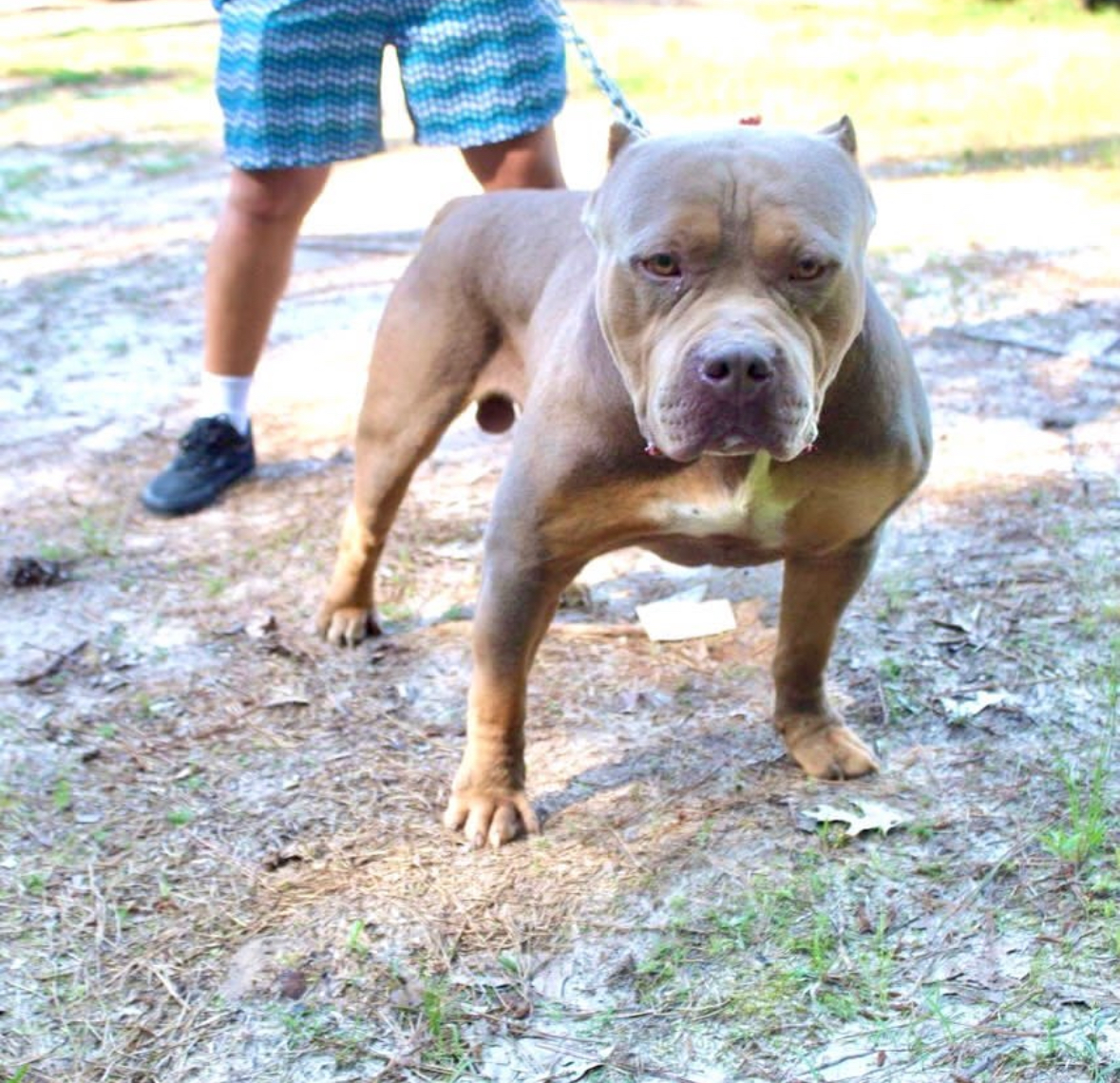 Dog Featured Image