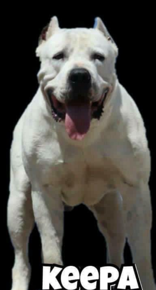 Dog Featured Image