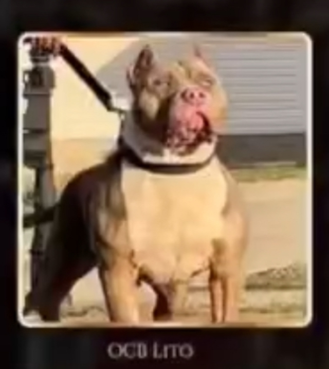 Dog Featured Image