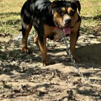 Dog Featured Image